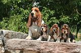 BASSET HOUND 166